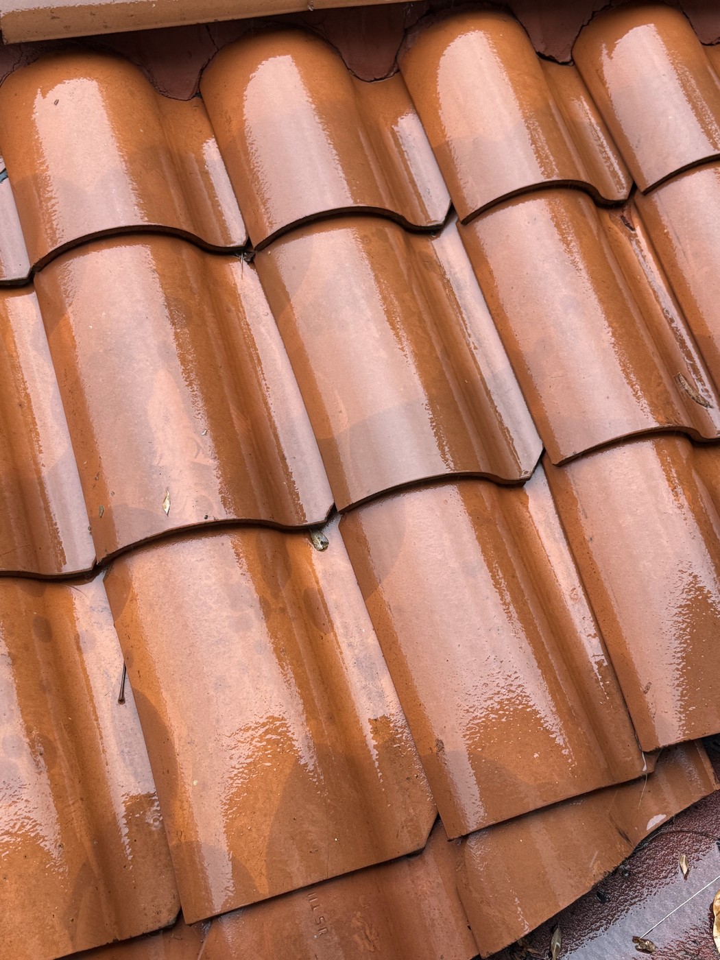 Close view of damp, curved orange roof tiles overlapping in rows